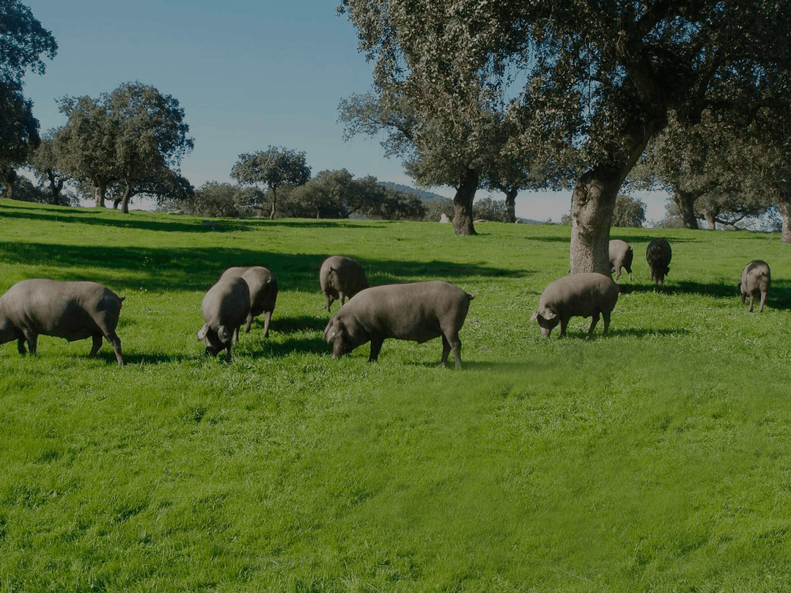cerdo ibérico alimentándose en la dehesa salamantina