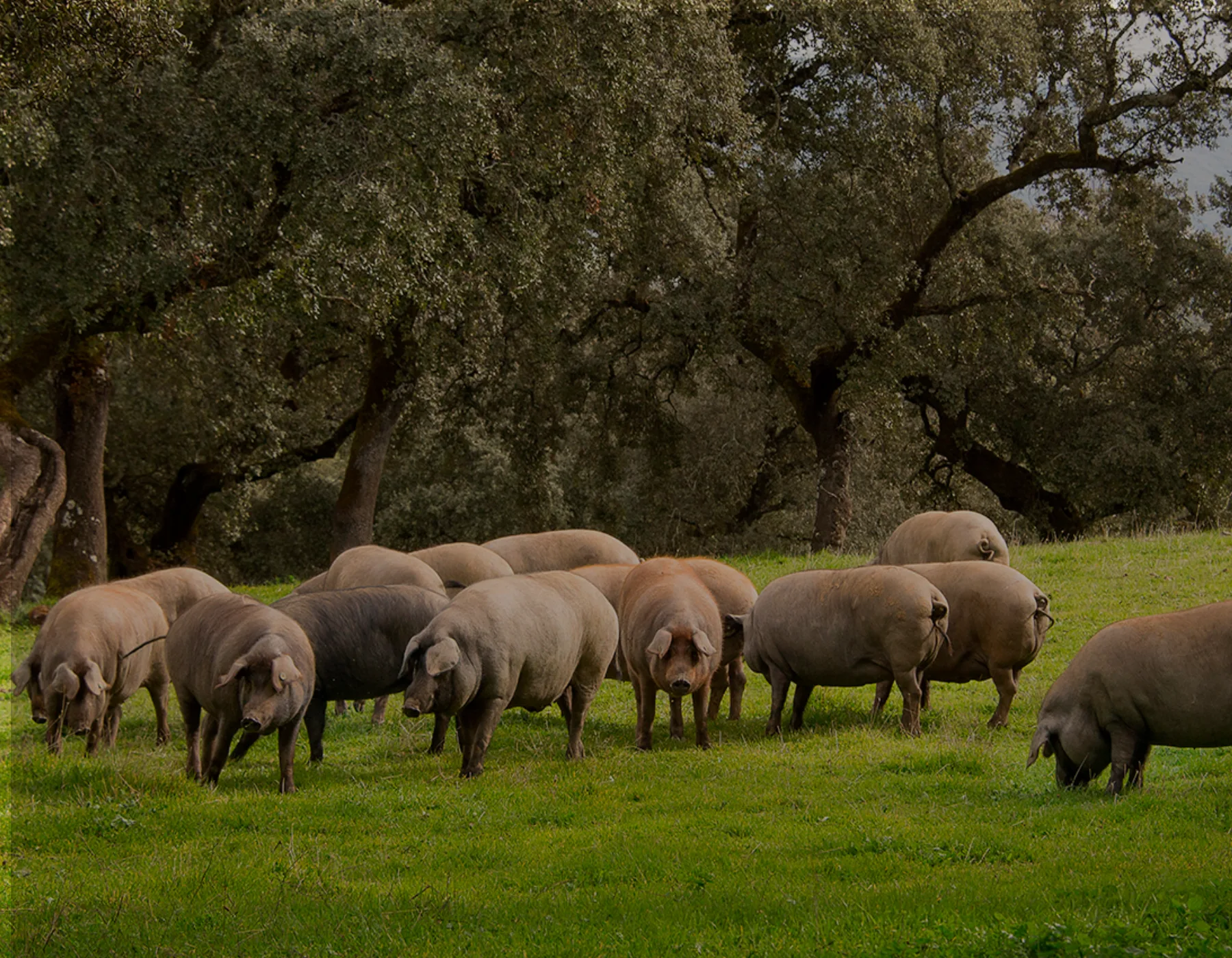 banner de cerdos ibéricos criados en libertad