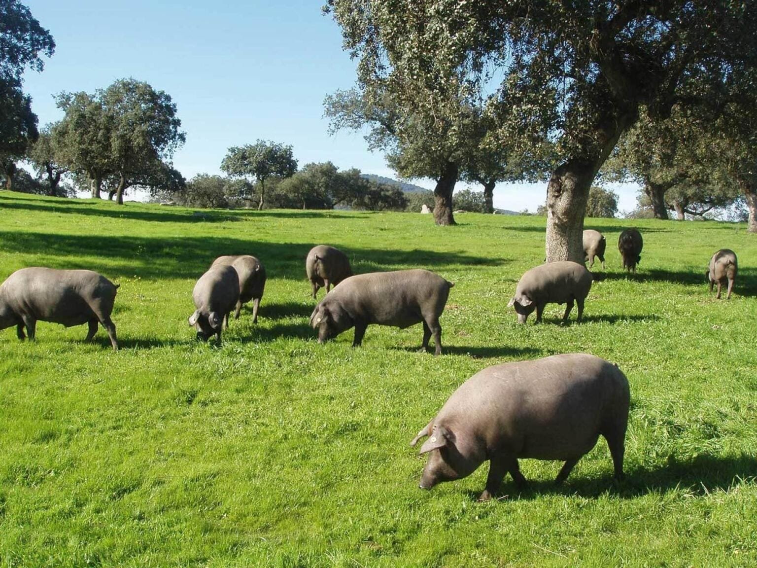 banner de cerdos ibéricos criados en libertad