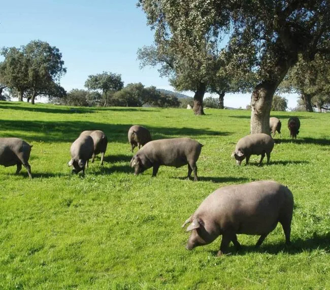 banner de cerdos ibéricos criados en libertad
