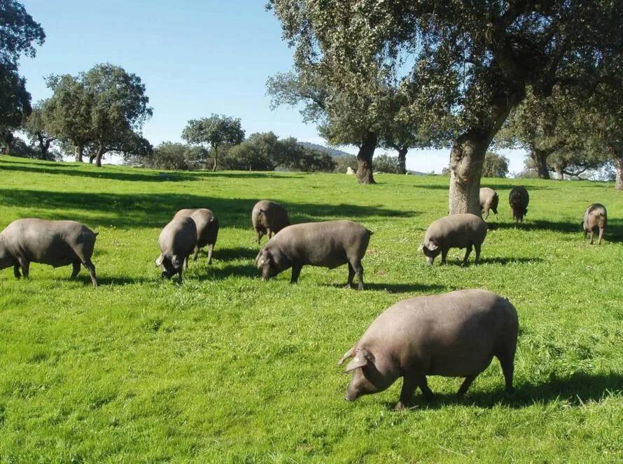banner de cerdos ibéricos criados en libertad