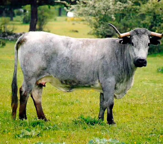 ternera morucha, carne ecológica de J. Gallego