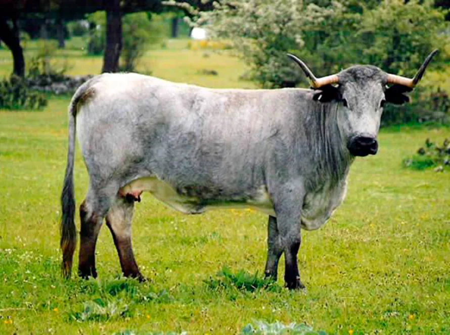 ternera morucha, carne ecológica de J. Gallego