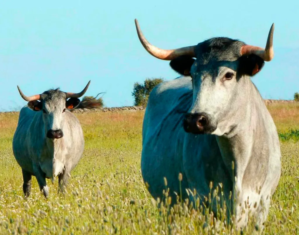 vacas morucha: carne ecológica de J Gallego