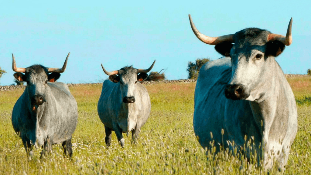 vacas moruchas, en la dehesa salmantina