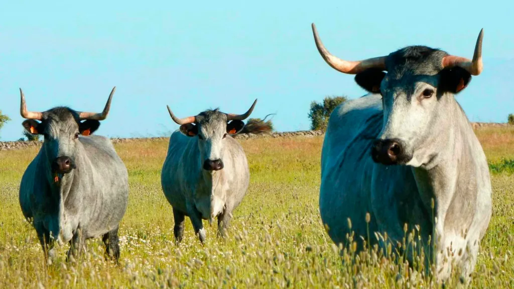 vacas moruchas, en la dehesa salmantina
