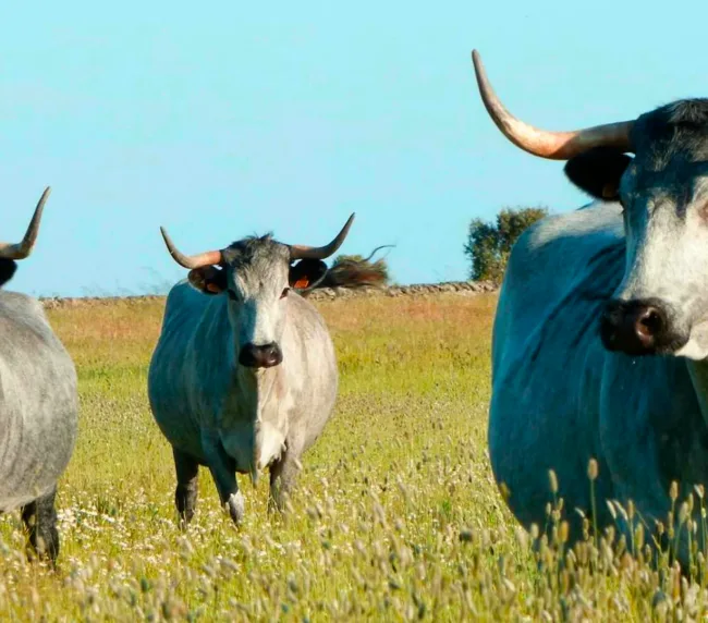 vacas moruchas, en la dehesa salmantina