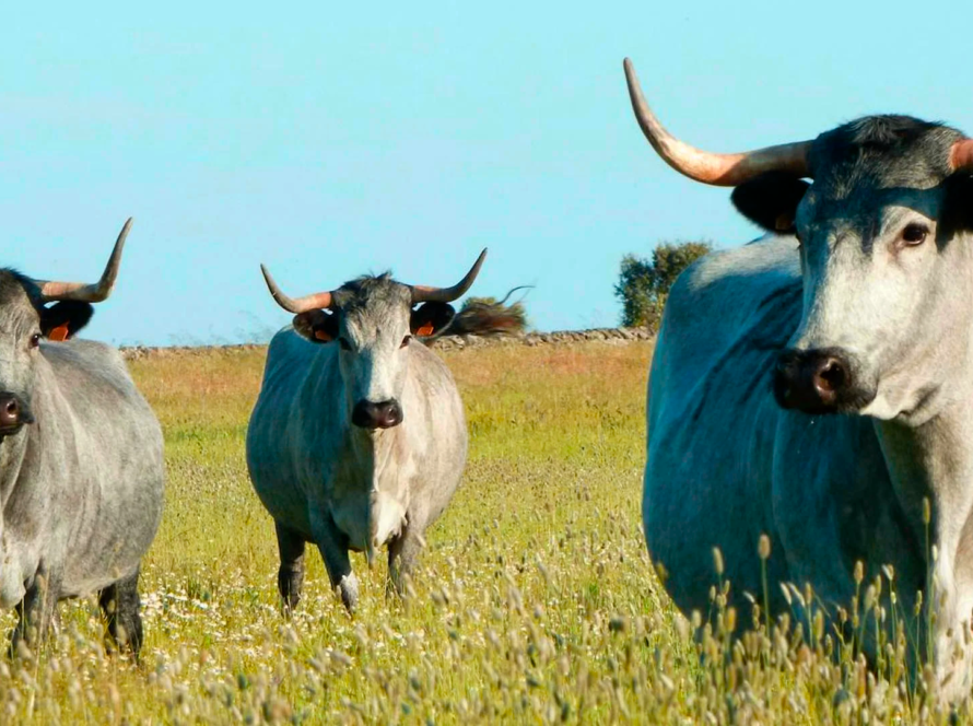 vacas moruchas en la dehesa salmantina