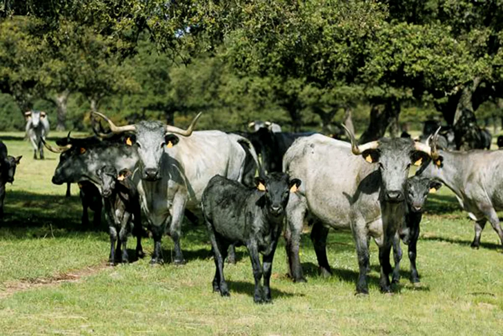 vacas moruchas criadas de forma ecológica