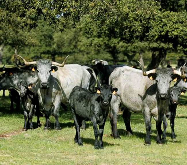 vacas moruchas criadas de forma ecológica