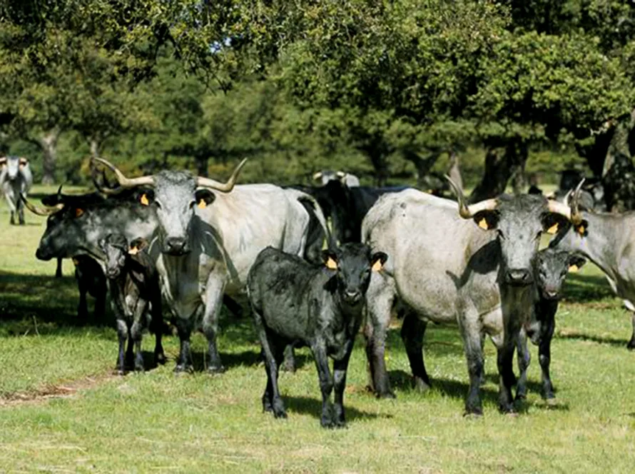 vacas moruchas criadas de forma ecológica