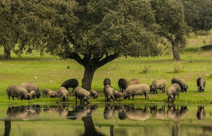 cerdo ecológico ibérico criado en libertad