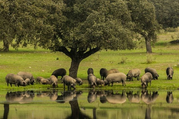 cerdo ecológico ibérico criado en libertad