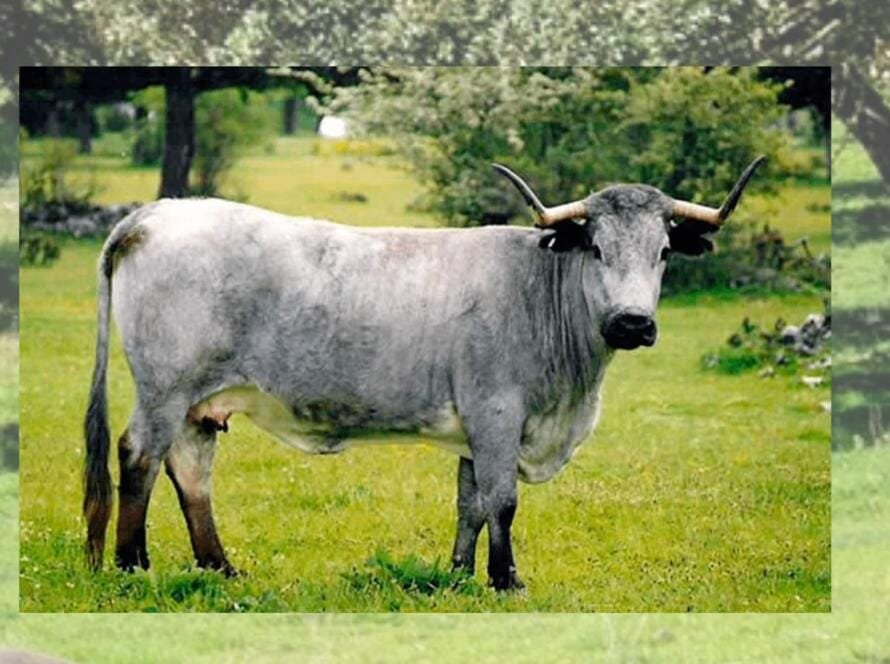 carne ecológica de pasto - ternera morucha