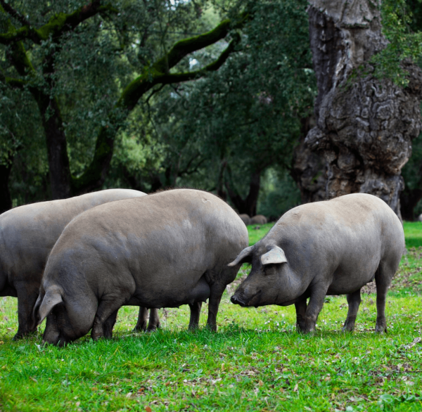Cerdo iberico comiendo bellotas cerdos ibéricos ciados en libertad