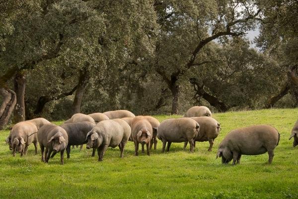 cerdos ibéricos criados en libertad, comiendo bellota en la dehesa ibérica