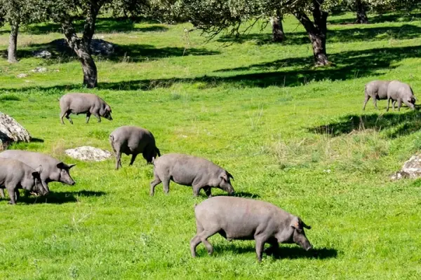 cerdo ibérico en la dehesa salmantina, criado en libertad