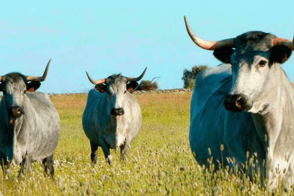 vacas moruchas, en la dehesa salmantina